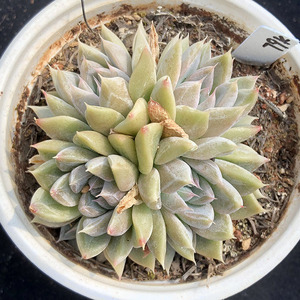 多肉 星云 星谷 一物一拍 精品带暗纹多肉植物