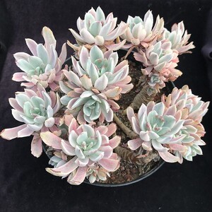 多肉 花车锦超大群老桩一物一拍