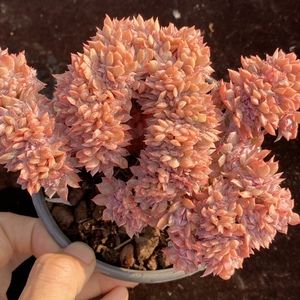 火焰杯缀化 秋宴缀化火焰杯蓝安娜缀化多肉植物 一物一拍