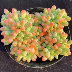 乙女心缀化 果冻乙女心多肉植物 一物一拍 阳光雨露多肉