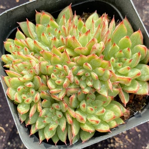 流星雨  多肉植物  一物一拍