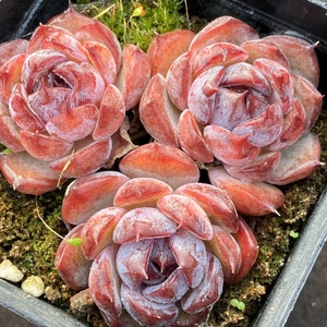 多肉 蓝莓 一物一拍 新品杂交多肉植物 阳光雨露多肉