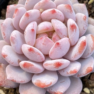 玉芙蓉多肉  精品玉芙蓉新品多肉植物 一物一拍 阳光雨露多肉