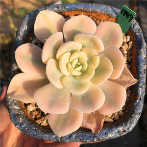 一物一拍鲁氏锦安娜玫瑰老桩控养韩国多肉植物精品大棚实拍