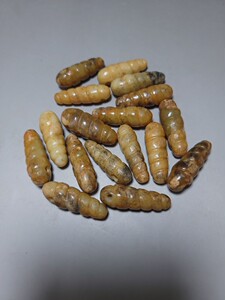 和田玉蚕蛹老玉高古玉商周战汉