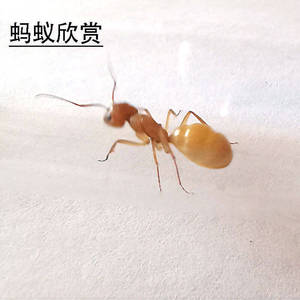 季精选】黄金全黄土耳其弓背aa蚁中亚弓背蚁宠物蚂蚁工