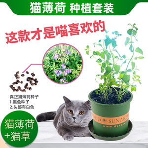 猫薄荷草种樟脑草猫薄荷草盆栽荆芥种籽种子猫草种植套餐种子1斤