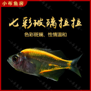 七彩透明玻璃拉拉彩色拉拉小型热带观赏鱼水草缸混养群游活体鱼