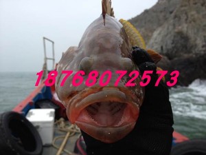 好新鲜好品种野生红石斑鱼每条2斤到7斤之间精选选大1斤价包运