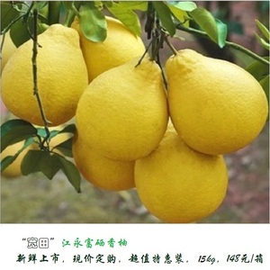 江永沙田柚