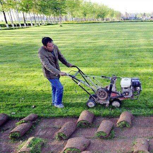 高羊茅草坪建植铲草机草坪基地专用起草机草皮无损坏手扶步进式