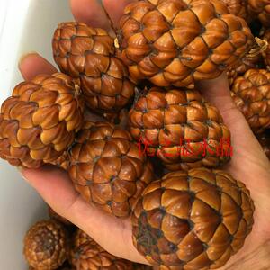 马达加斯加铁树子