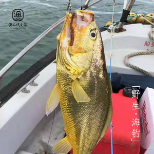 野生大黄鱼 舟山海钓鱼 新鲜海钓 嵊泗 新鲜发货 拍前联系客服