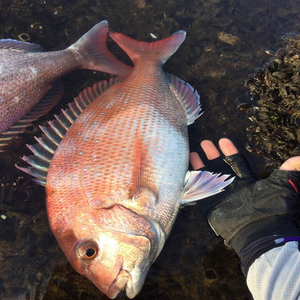 真鲷鱼 加吉鱼 东海海钓 放血 可刺身 舟山海鲜 拍前联系客服