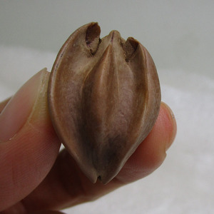 广东橄榄核油核微雕核雕原料文玩挂件单件异形核乌榄怪核p15