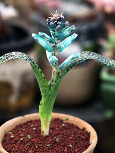 绿松石 lachenalia viridiflora 立金花 开花大球 多肉 南非球根