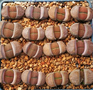 42生石花c229a臼典玉多肉植物盆栽室内阳台美观屁屁花萌pp番杏科