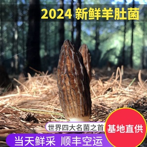 2024新鲜羊肚菌500g云南农家特产野生菌素食火锅鲜羊肚蘑菇非干货