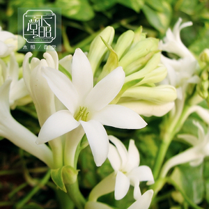 晚香玉原精 印度晚香玉精油 单方精油 tuberose  abs. 1ml