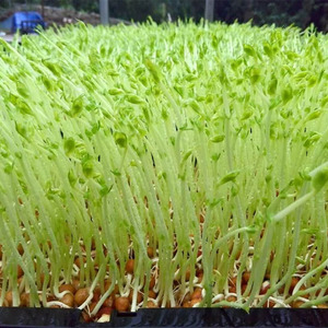 豆芽生长调节剂