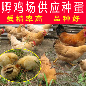 湖南纯种正宗三黄鸡种蛋湘黄鸡受精蛋新鲜土鸡种蛋可孵化小鸡的蛋