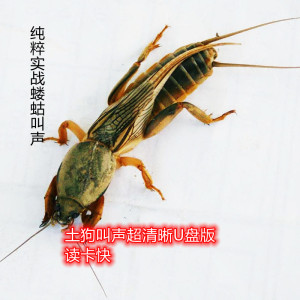升级版蝼蛄叫声u盘模式土狗叫声超清晰实战效果好声音纯正音量大