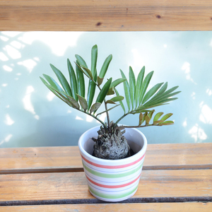 墨西哥铁树 迷你盆栽办公桌面植物/净化空气绿植武汉租售花卉