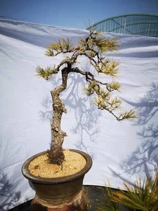 秒杀场淘宝高杆文人盆景植物黑松庭院别墅地景树黄杨罗汉松北方包邮
