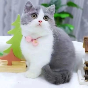 纯种小蓝猫灰白英短,50天会自己吃饭了.太多养不了,寻找有缘