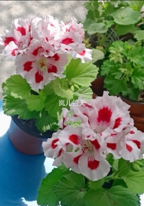 大花天竺葵教皇,糖果玫红,一见钟情小苗,10一棵,苗情图4.