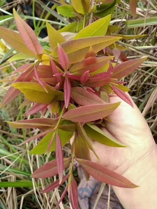 黄牛木叶寄生   去年三月份采摘的   已晒干可长久保存