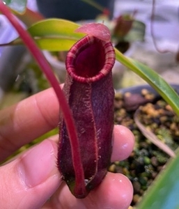 劳氏葫芦猪笼草