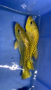 24k黄金虫纹巴西亚