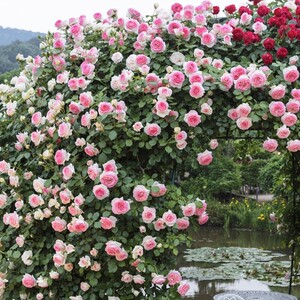 粉色龙沙宝石爬藤蔷薇藤本月季攀爬植物大花浓香月季爬墙花柱拱门