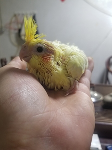 红脸派特百趴 没断奶手养中 红脸派特玄凤鹦鹉 半毛幼鸟雏鸟