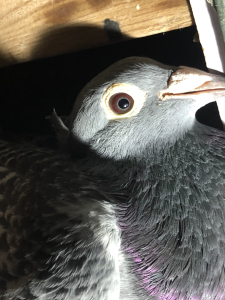 杨阿腾紫罗兰鸟冠母一只,鸽子三包,品相如图,喜欢来约,包邮包