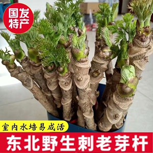 降价急售东北山野菜刺老芽带根苗刺嫩芽刺嫩芽杆2元每棵