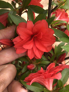 日本原生沙浪杜鹃,花色图自己家实拍,很大一颗,树形漂亮