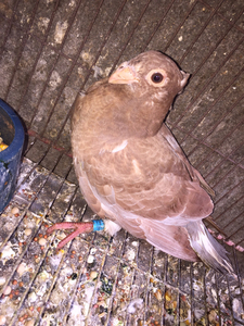 大鼻子短嘴信鸽幼鸽一对,一红一瓦幼鸽是一对瓦灰出的,1个多月