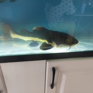 观赏鱼招财猫两条,35厘米左右,不想养了,沈阳自取