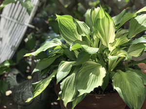 日本山野草 日本进口 姬玉簪 斑叶姬玉簪 爆盆老草 大品