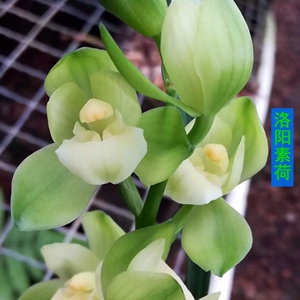 兰花建兰浓香洛阳素荷1苗19.9米好养勤花勤芽新人入门