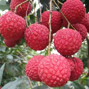 新鲜荔枝现摘现发,广西灵山当季新鲜荔枝香荔荔枝,自家果园,自