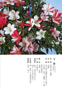 日本杜鹃花盆景