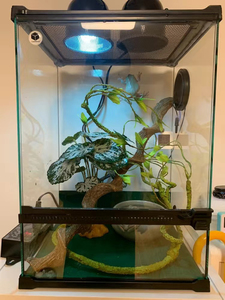 0098人付款淘宝进口精品老爷树蛙宠物活体奶牛树蛙宠物