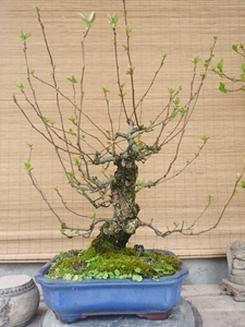 tb719916187淘宝日本棠梨红梨沙棠梨 造型盆景素材 日本豆梨棠梨