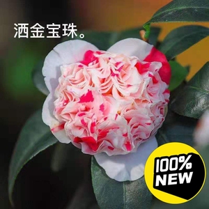 福建龙岩永福基地搬迁稀有名贵品种茶花洒金宝珠花卉原生苗盆栽室