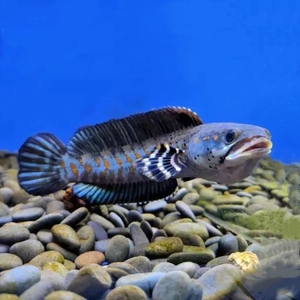 幻红宝石雷龙鱼