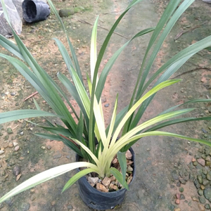 8～10苗建兰七彩神童先明艺中透艺兰花四季兰室内花卉兰草