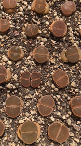 可挑 三年2cm和田玉 c153全窗紫熏 母本生石花